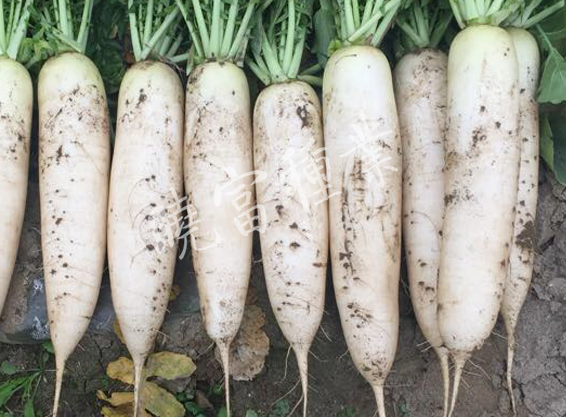 1585789657966797.jpg 04.jpg