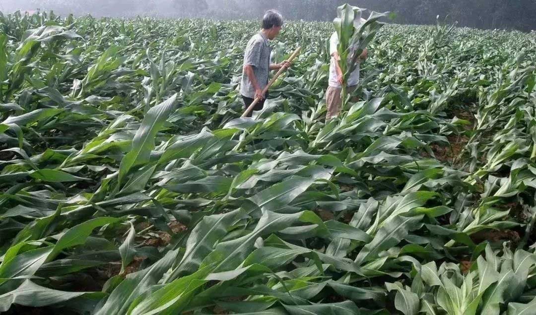 1608455102789264.jpg 微信圖片_20201220170056_看圖王.jpg